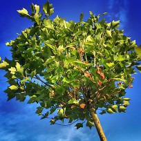 Absolute Return Plus